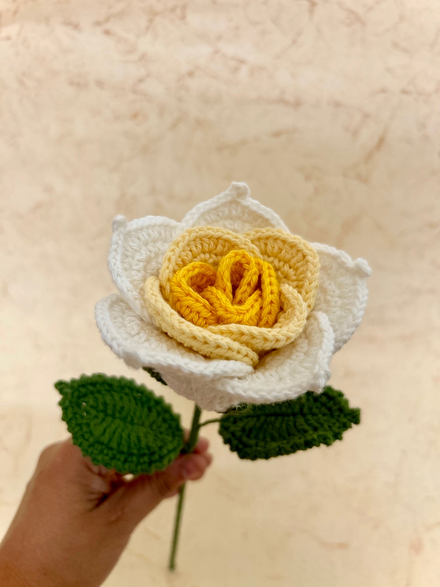 Multicoloured Rose